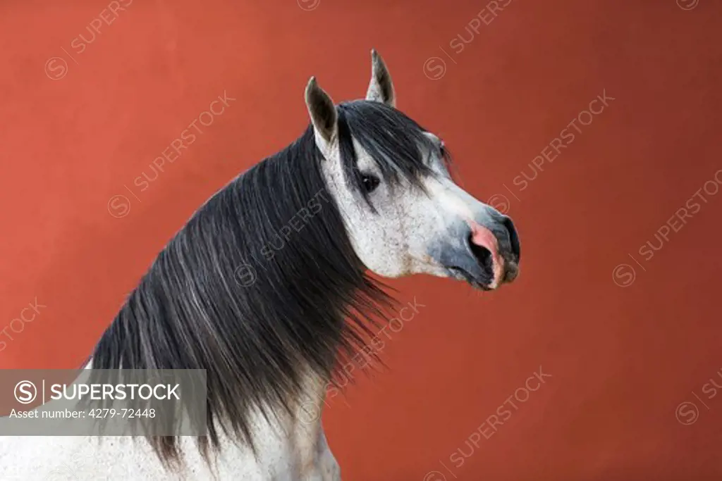 Nooitgedacht Pony Portrait of gray stallion seen against a red background South Africa