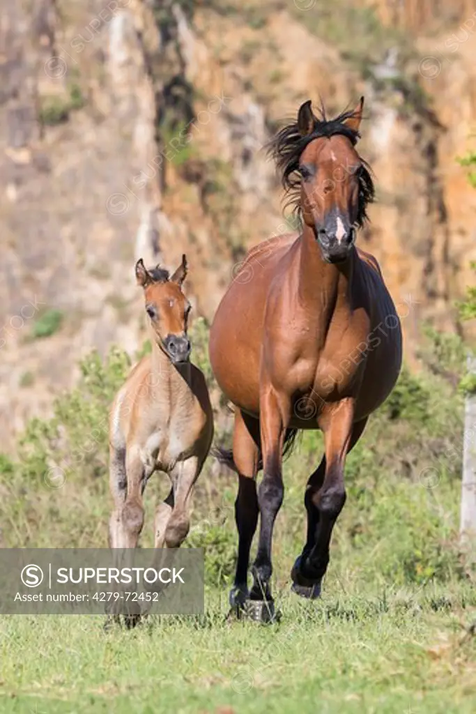 Nooitgedacht Pony Bay mare with foal galloping on a pasture South Africa