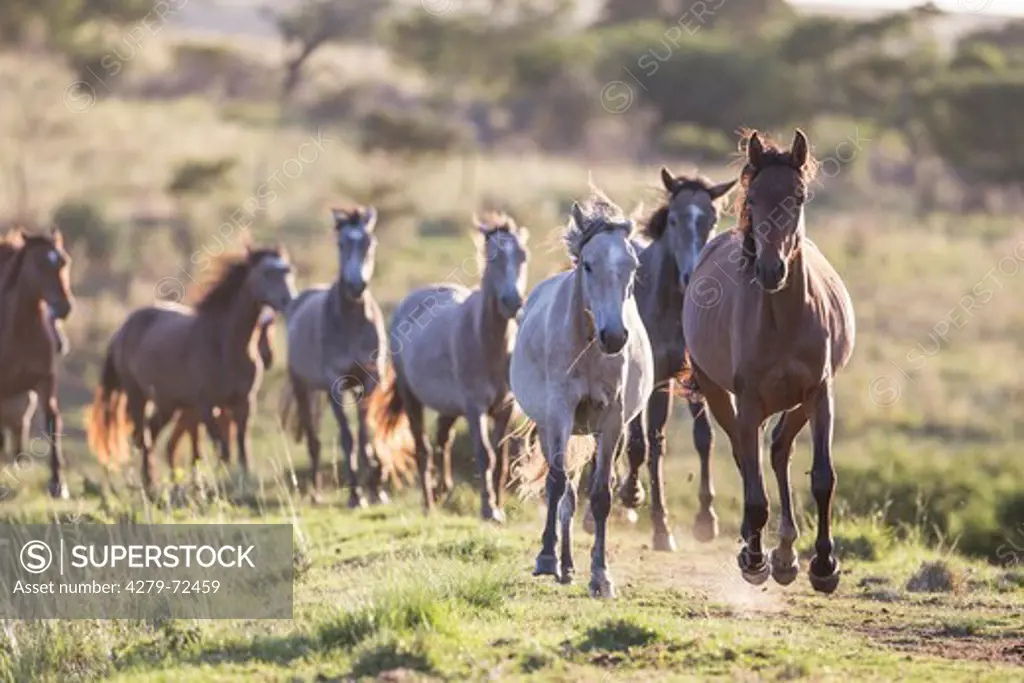 Nooitgedacht Pony Herd of mares galloping on a pasture South Africa