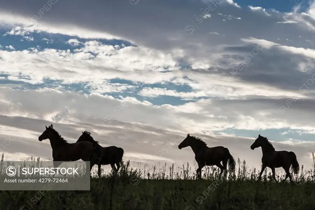 Nooitgedacht Pony Group of mares trotting silhouetted against the evening sky South Africa