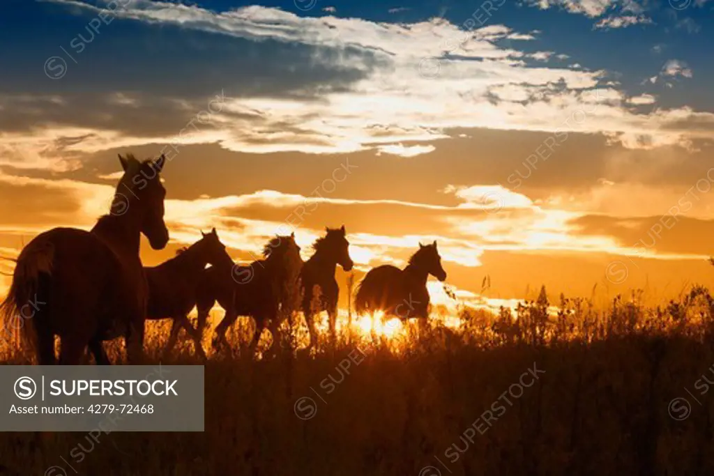Nooitgedacht Pony Group of mares silhouetted against the evening sky South Africa