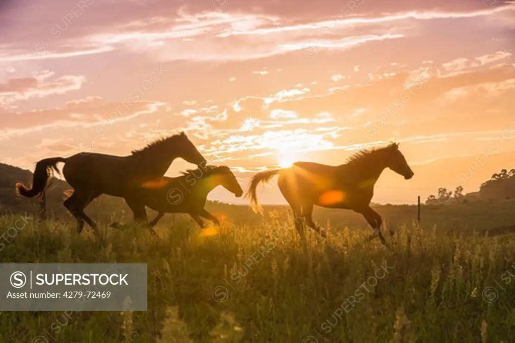 Nooitgedacht Pony Three mares galloping silhouetted against the evening sky South Africa