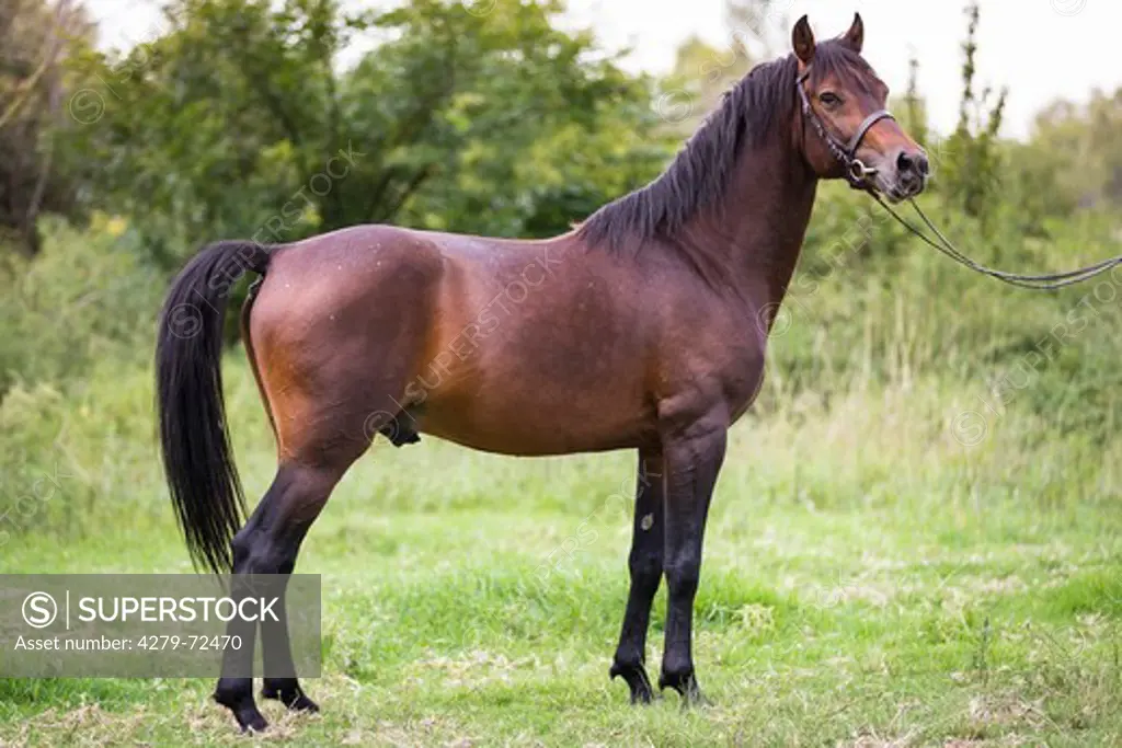 Nooitgedacht Pony Bay stallion standing seen-side on South Africa