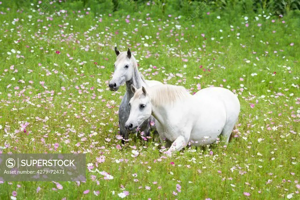 Nooitgedacht Pony Two gray mares walking in flowering meadow South Africa