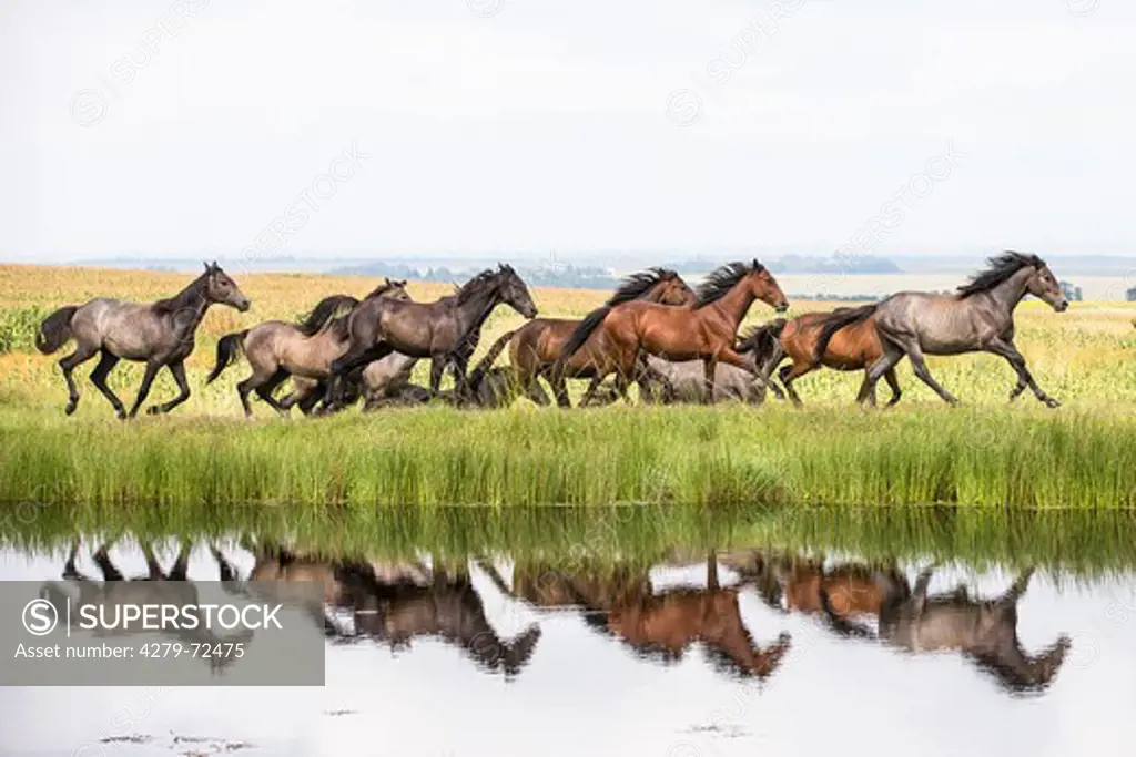 Nooitgedacht Pony Herd of mares galloping at the waters edge South Africa
