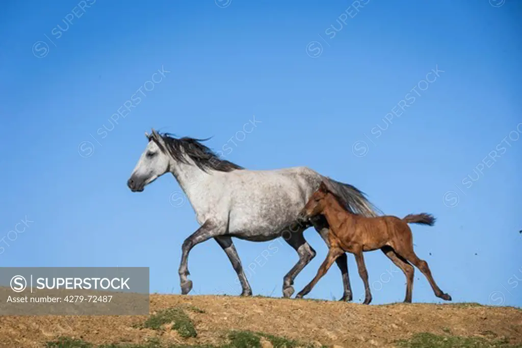 Nooitgedacht Pony Gray mare with bay foal trotting seen against a blue sky South Africa