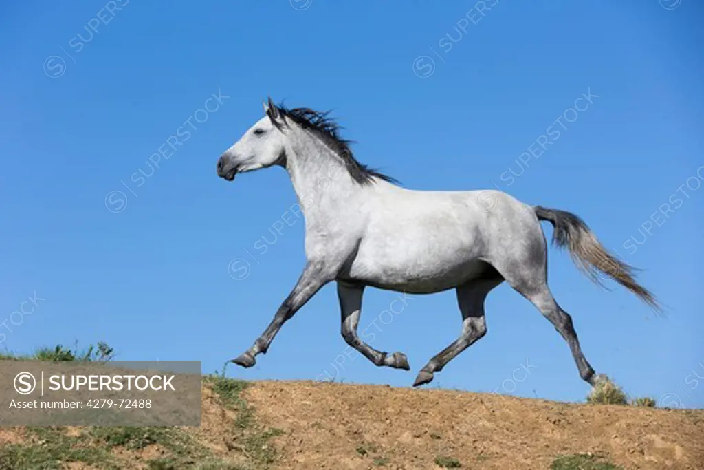 Nooitgedacht Pony Gray mare trotting seen against a blue sky South Africa