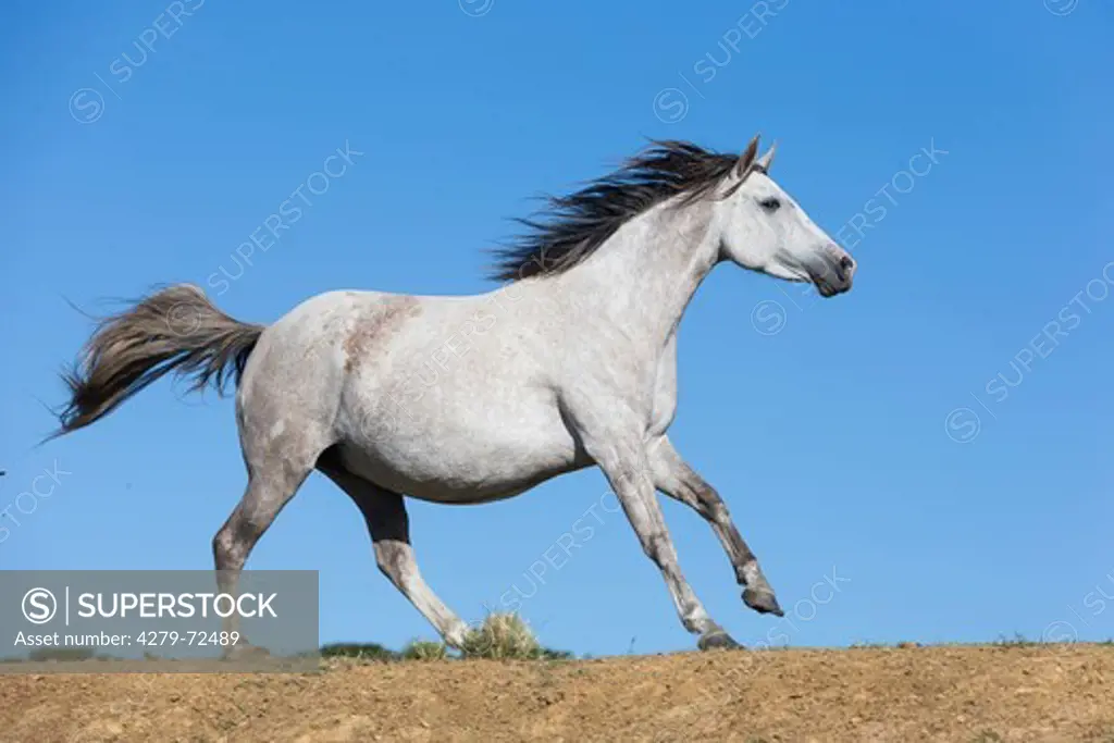 Nooitgedacht Pony Gray mare galloping seen against a blue sky South Africa