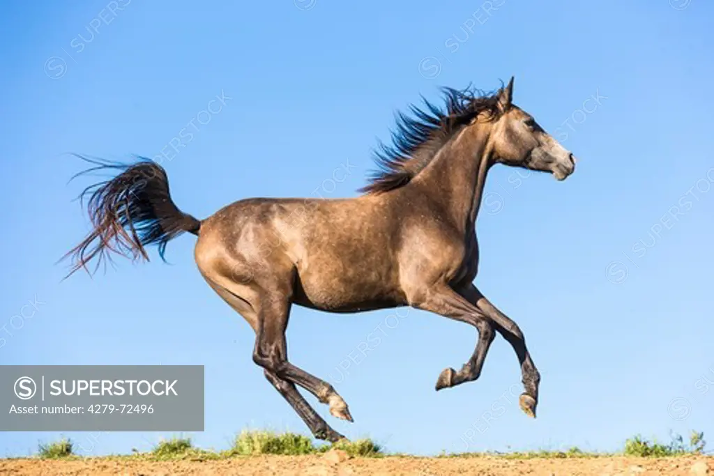 Nooitgedacht Pony Dun mare galloping on a dune South Africa