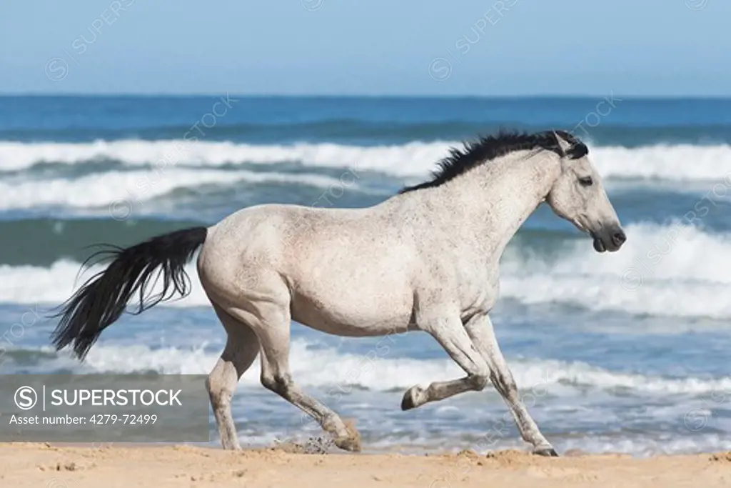 Nooitgedacht Pony Gray stallion trotting on a beach South Africa