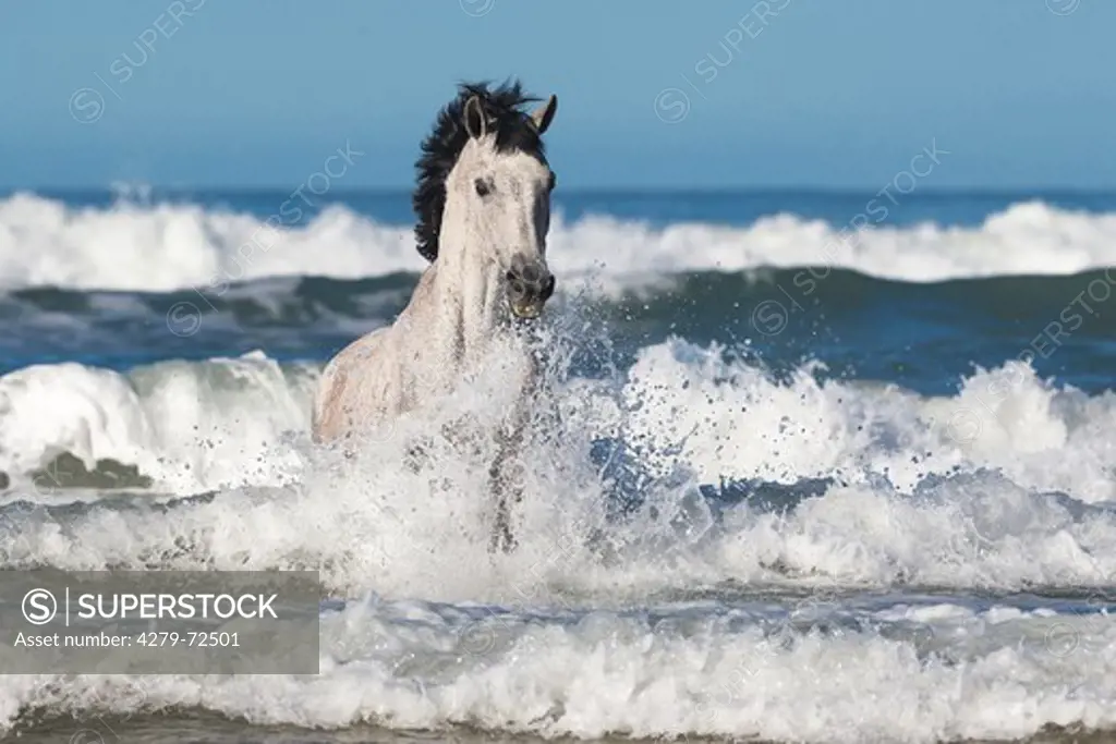 Nooitgedacht Pony Gray stallion galloping in surf South Africa