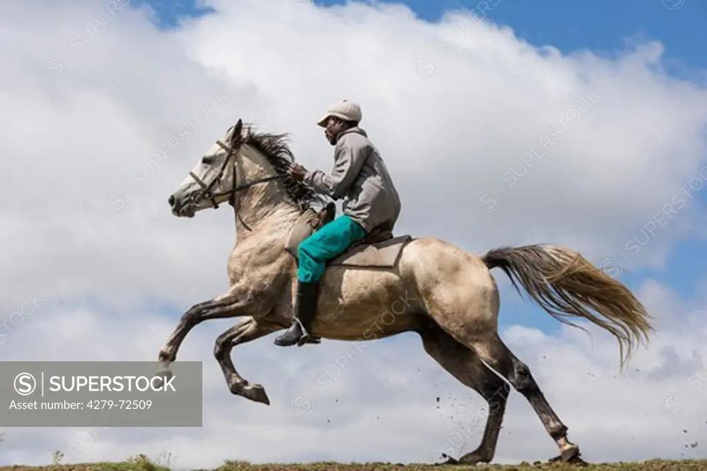 Nooitgedacht Pony. Rider on a gray stallion galloping. South Africa