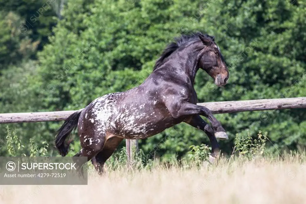 Noriker Horse Leopard-spotted mare galloping on a pasture