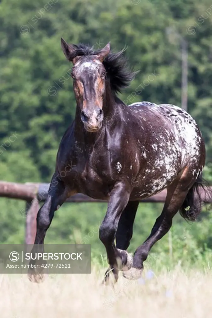 Noriker Horse Leopard-spotted mare galloping on a pasture