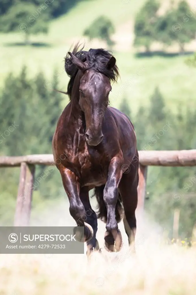 Noriker Horse Black horse galloping in a paddock
