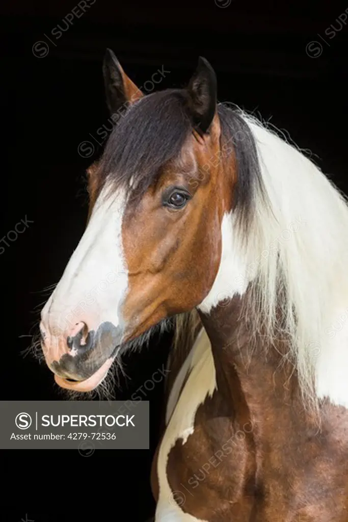 Noriker Horse Portrait of pinto mare Austria