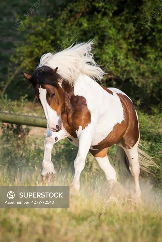Noriker Horse Pinto mare galloping on a pasture Austria