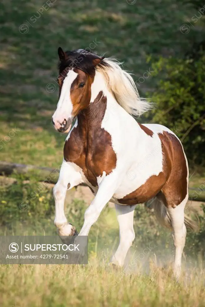 Noriker Horse Pinto mare galloping on a pasture Austria