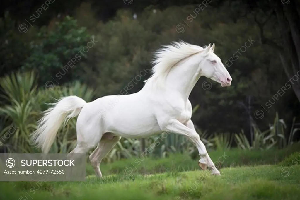 Oldenburg Horse Cremello stallion galloping on a pasture New Zealand