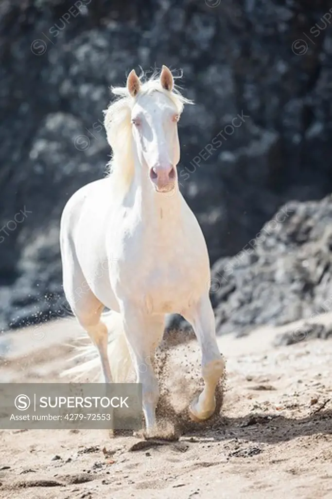 Oldenburg Horse Cremello stallion trotting on a beach New Zealand