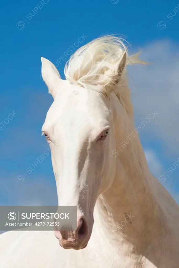 Oldenburg Horse Portrait of cremello stallion New Zealand