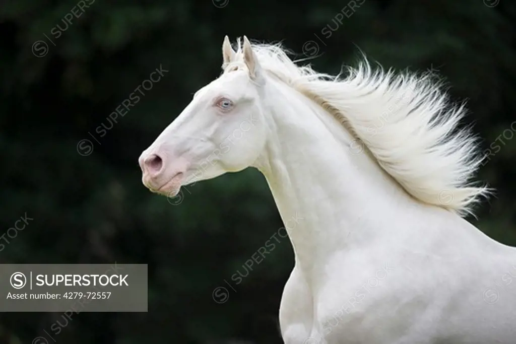 Oldenburg Horse Portrait of cremello stallion New Zealand