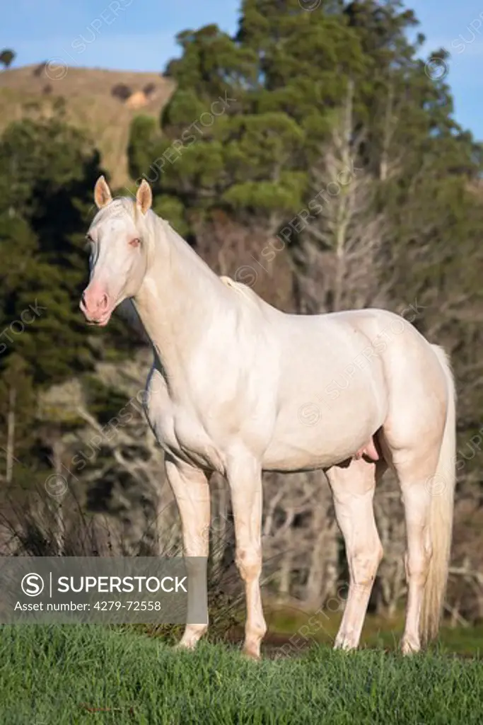 Oldenburg Horse Cremello stallion standing on a pasture New Zealand