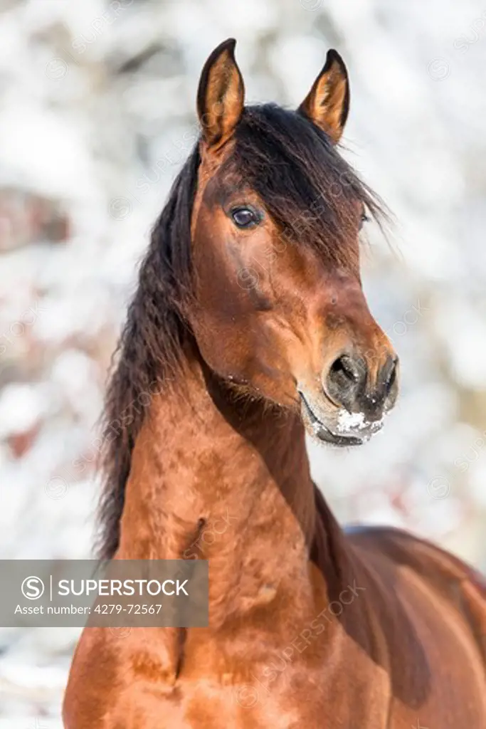 Pure Spanish Horse Andalusian Portrait of bay stallion Germany