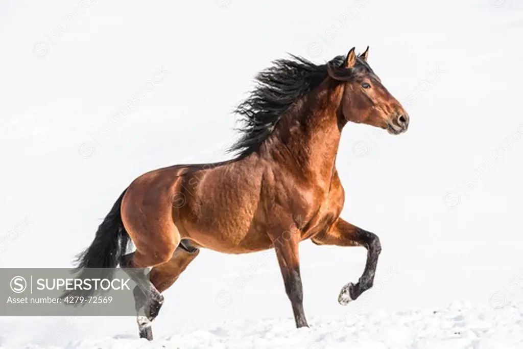 Pure Spanish Horse Andalusian Bay stallion trotting on snow Germany