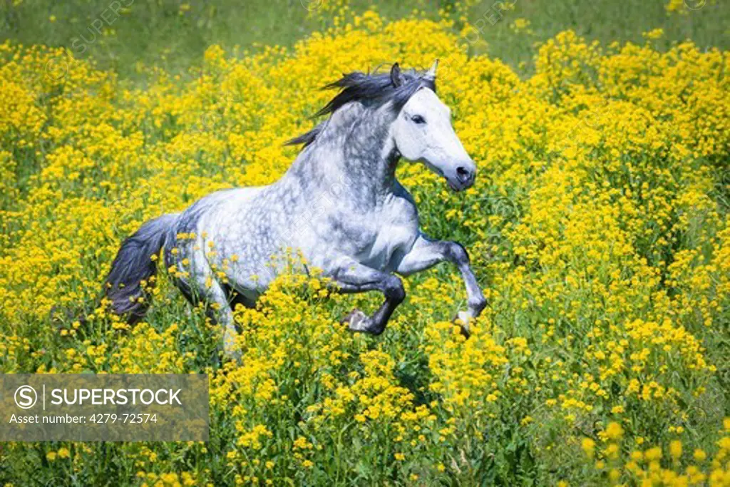 Pure Spanish Horse Andalusian Dapple gray stallion galloping in flowering rape Germany
