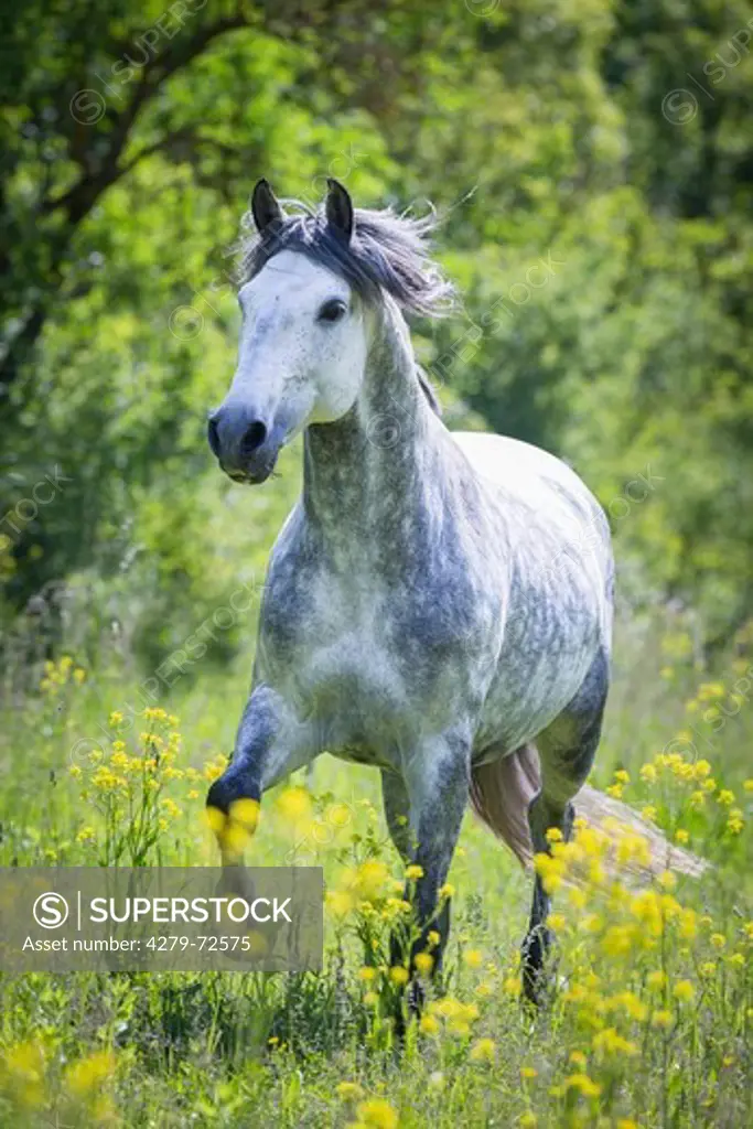 Pure Spanish Horse Andalusian Dapple gray stallion trotting in flowering rape Germany