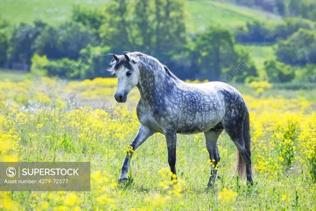Pure Spanish Horse Andalusian Dapple gray stallion walking in flowering rape Germany