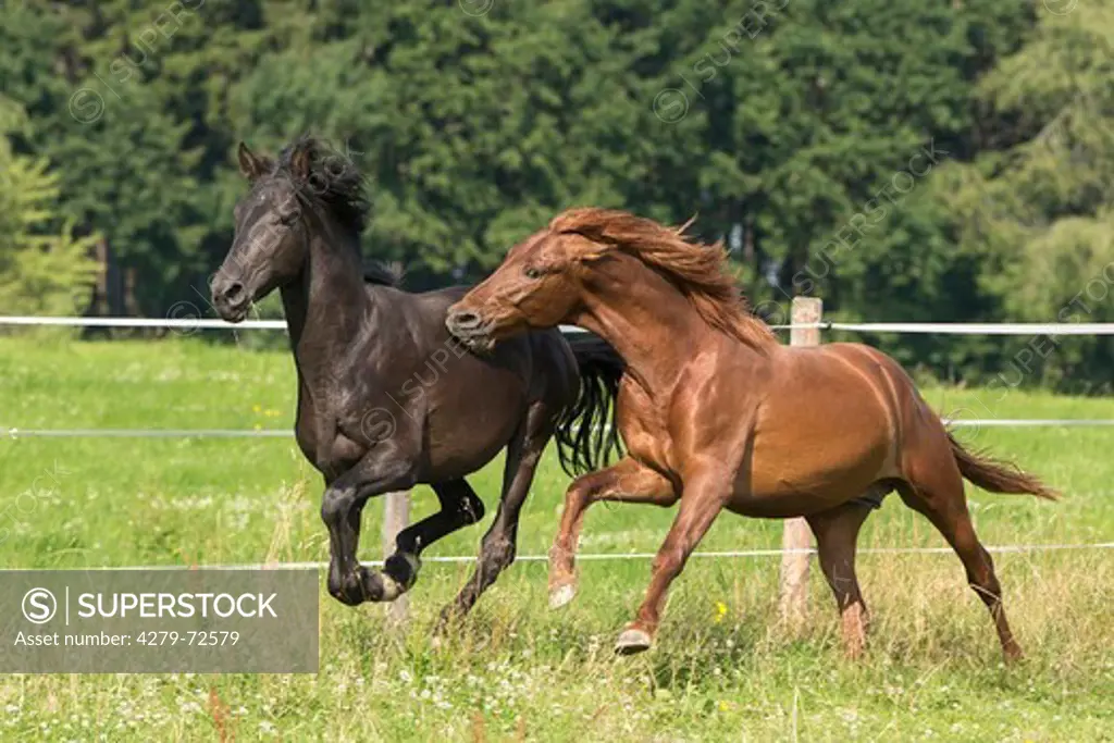 Pure Spanish Horse Andalusian Two young stallions galloping on a pasture The chestnut one is biting the bay one Germany