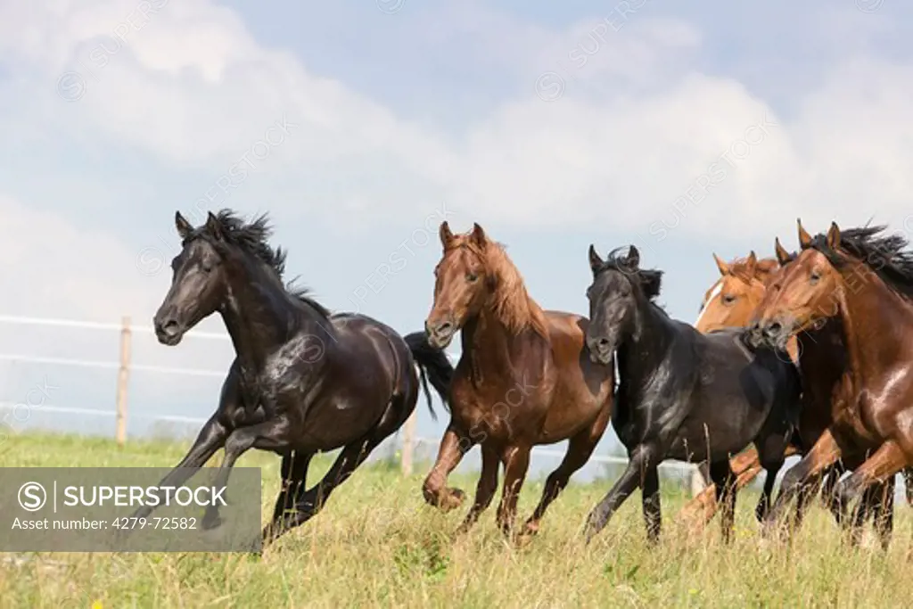 Pure Spanish Horse Andalusian Herd of young stallions galloping on a pasture Germany