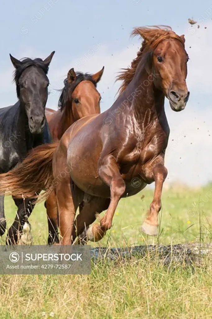 Pure Spanish Horse Andalusian Herd of young stallions galloping on a pasture Germany