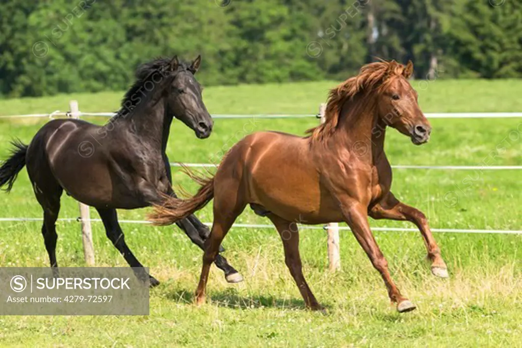 Pure Spanish Horse Andalusian Two young stallions galloping on a pasture Germany