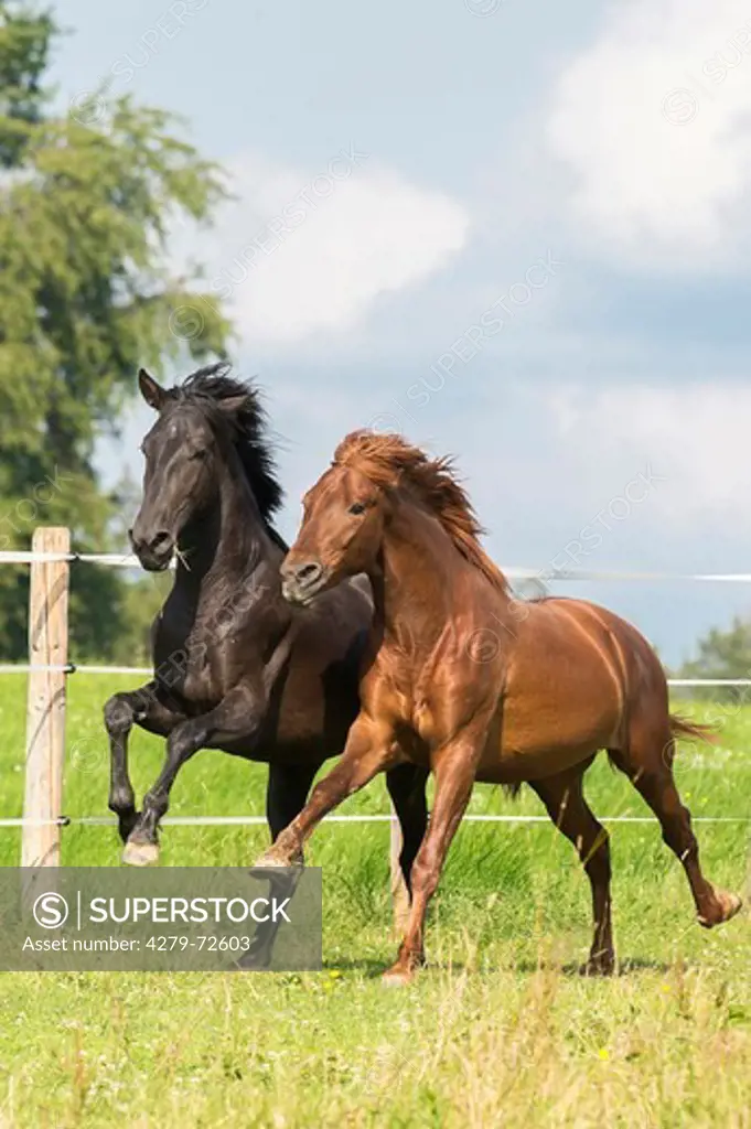 Pure Spanish Horse Andalusian Two young stallions galloping on a pasture Germany