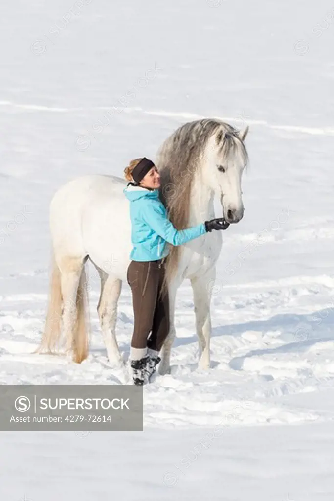 Pure Spanish Horse, Andalusian. Gray stallion with woman standing in snow. Germany