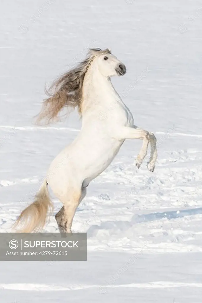 Pure Spanish Horse Andalusian Gray stallion rearing in snow Germany