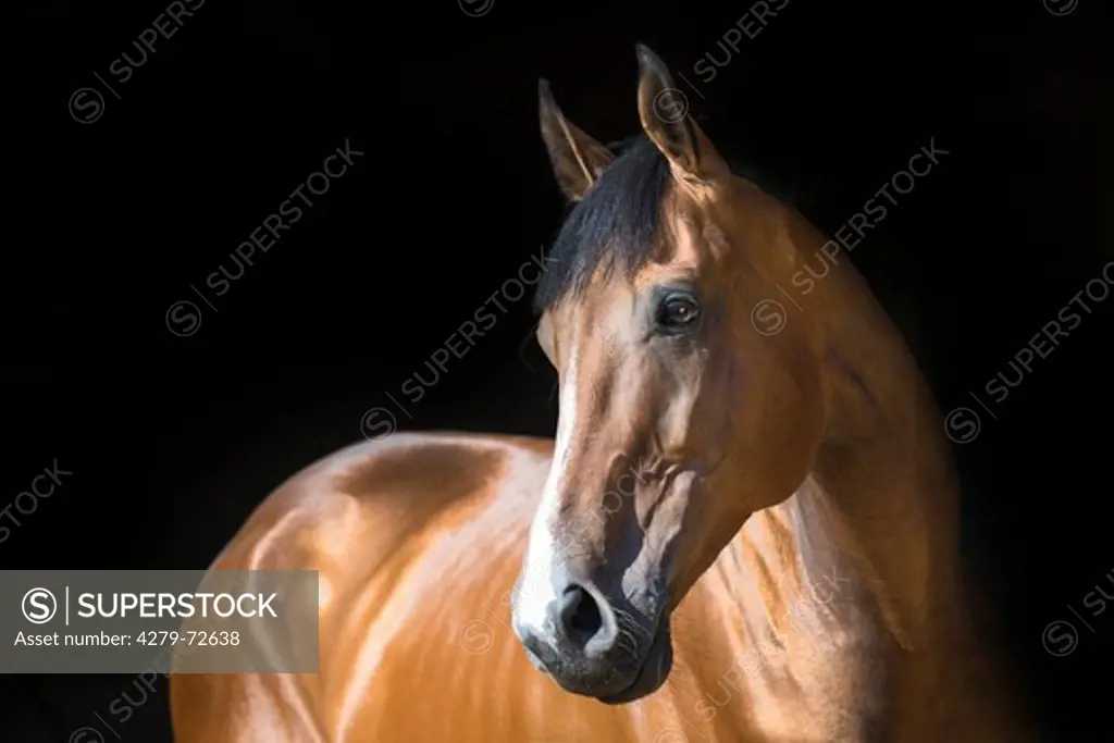 Thoroughbred Portrait of bay adult