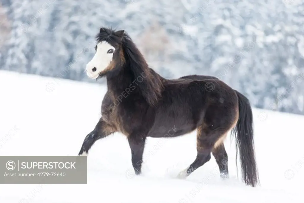 Welsh Mountain Pony (Section A) Bay mare trotting in snow Germany