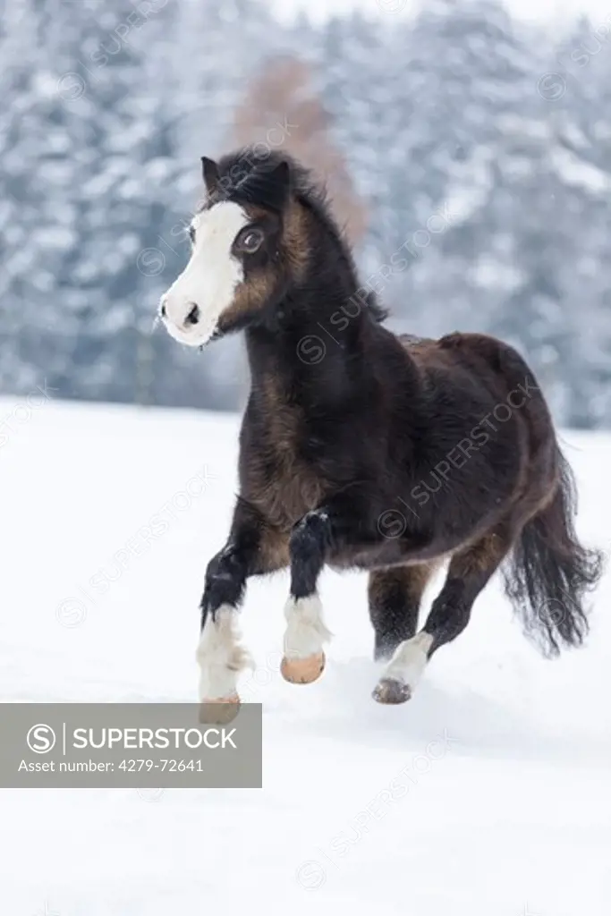 Welsh Mountain Pony (Section A) Bay mare galopping in snow Germany