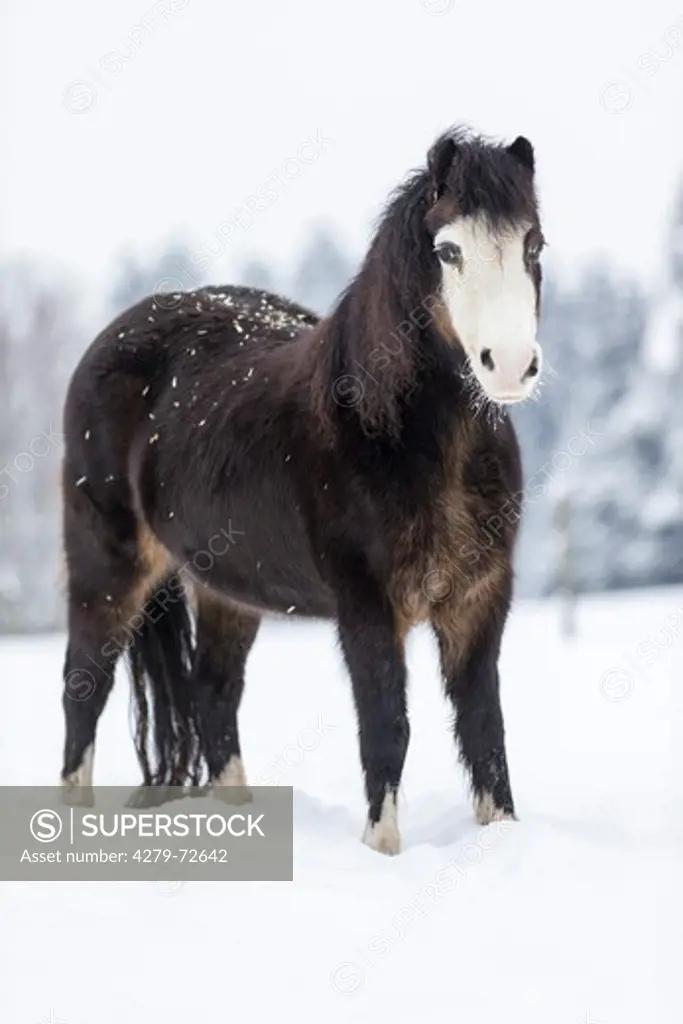 Welsh Mountain Pony (Section A) Bay mare standing in snow Germany