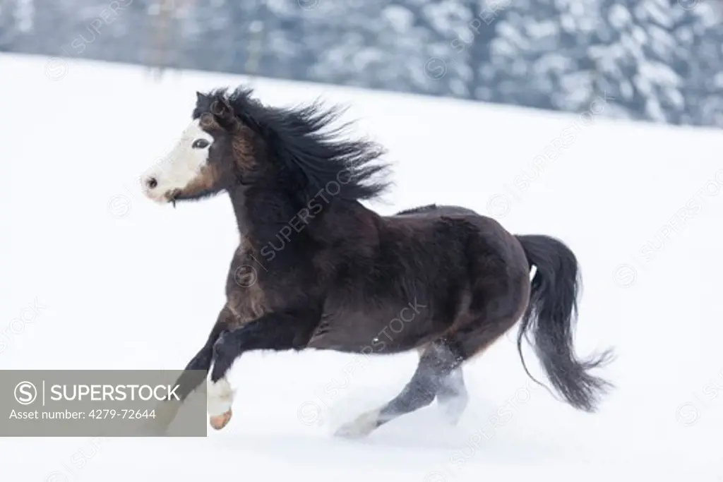 Welsh Mountain Pony (Section A) Bay mare galopping in snow germany