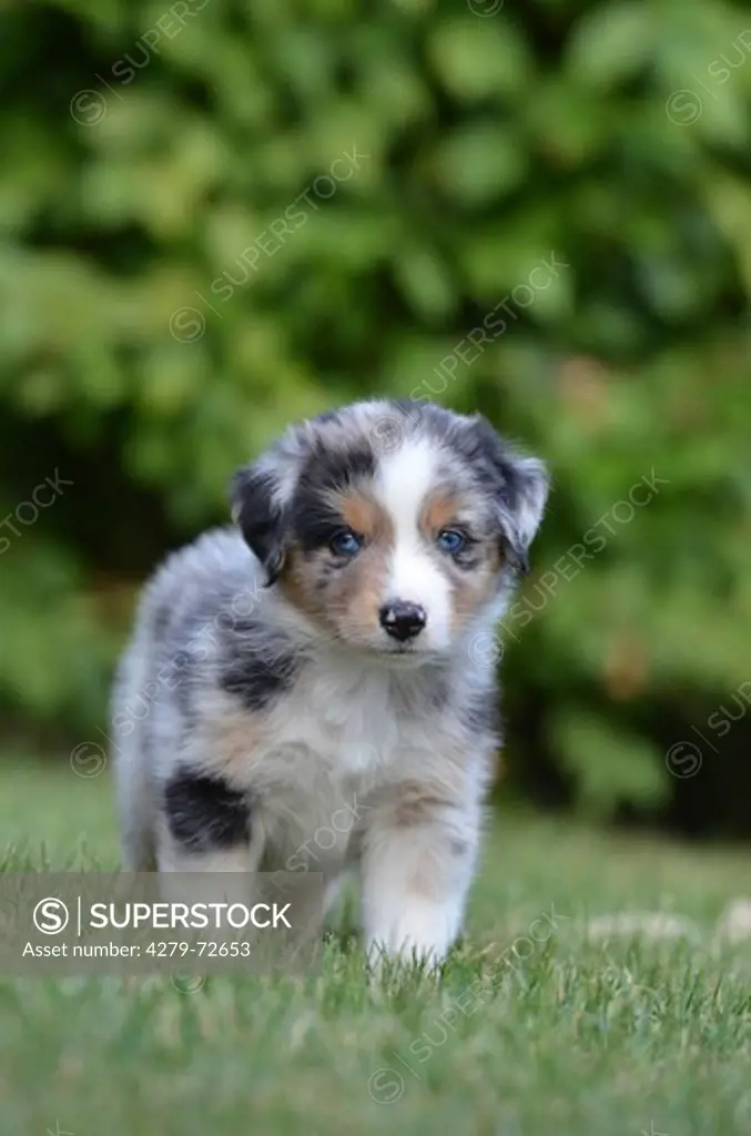 Australian Shepherd Puppy (5 weeks old) standing on a lawn Germany