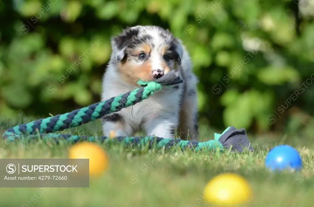 Australian Shepherd Puppy (5 weeks old) standing on a lawn while playing with a rope Germany