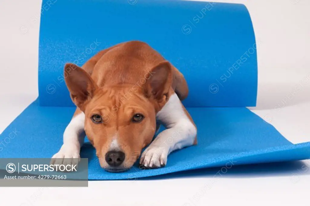 Basenji Bitch (3 years old) lying on blue gymnastics mat Studio picture against a white background