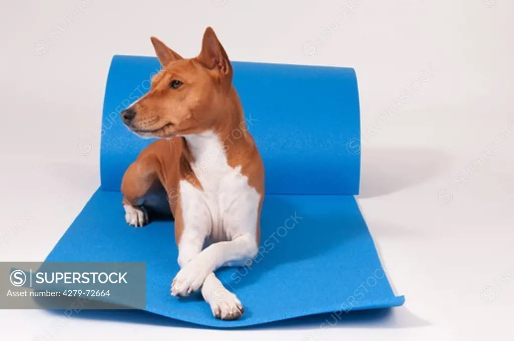 Basenji Bitch (3 years old) lying on blue gymnastics mat Studio picture against a white background