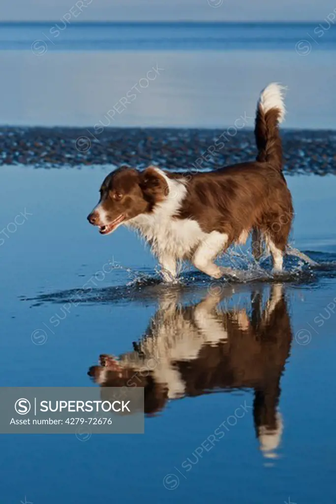 Walking Border Collie mirrored in the calm water of the North Sea Island of Sylt Schleswig-Holstein Germany