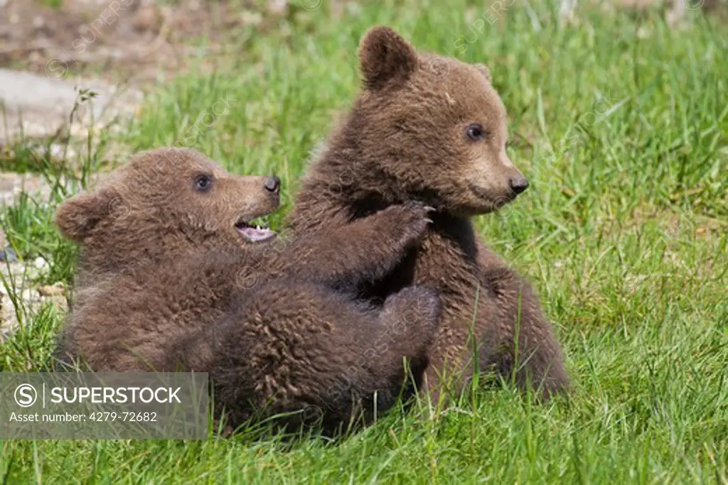 European Brown Bear (Ursus arctos). Two cubs playing in grass. Sweden